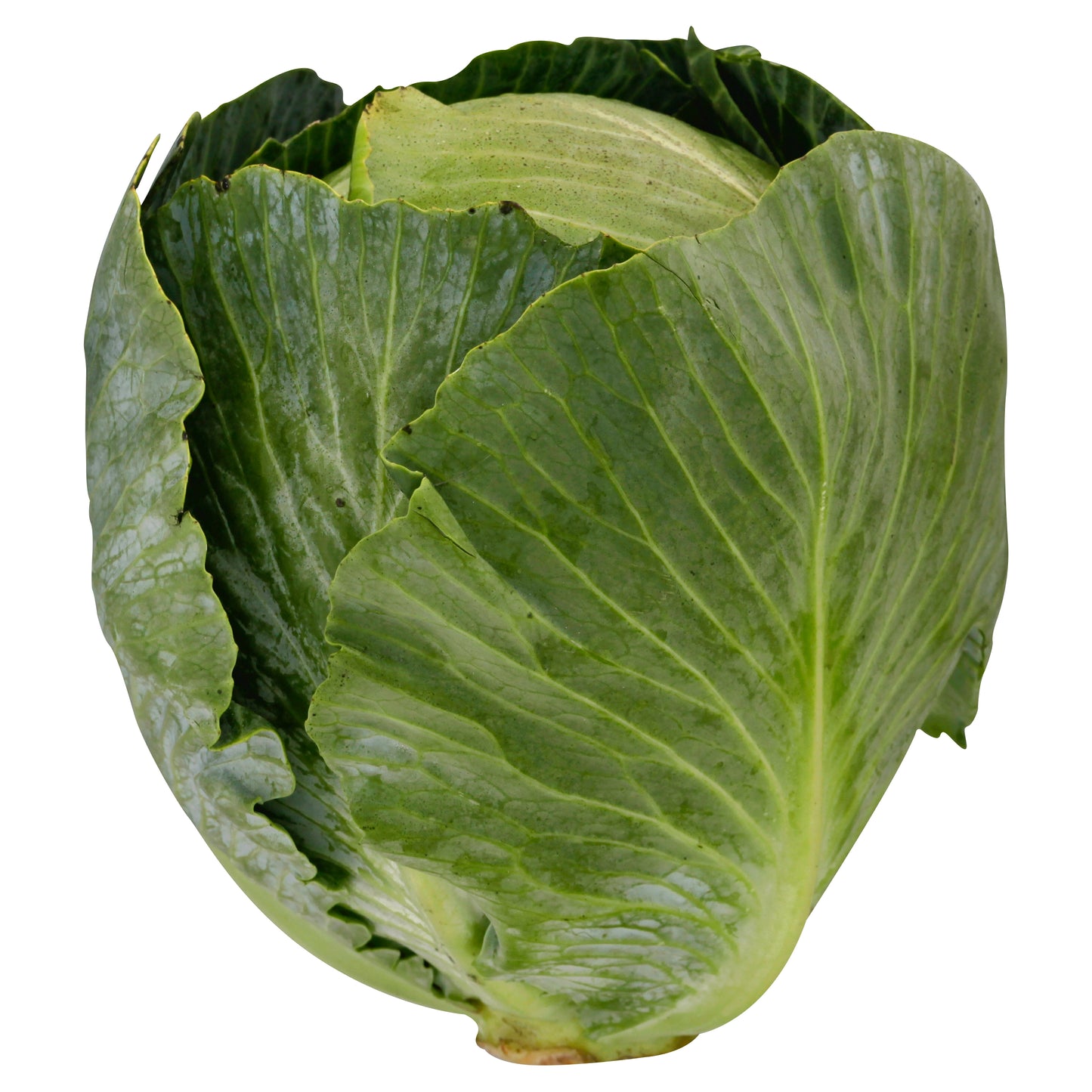 Green Cabbage (Repollo)