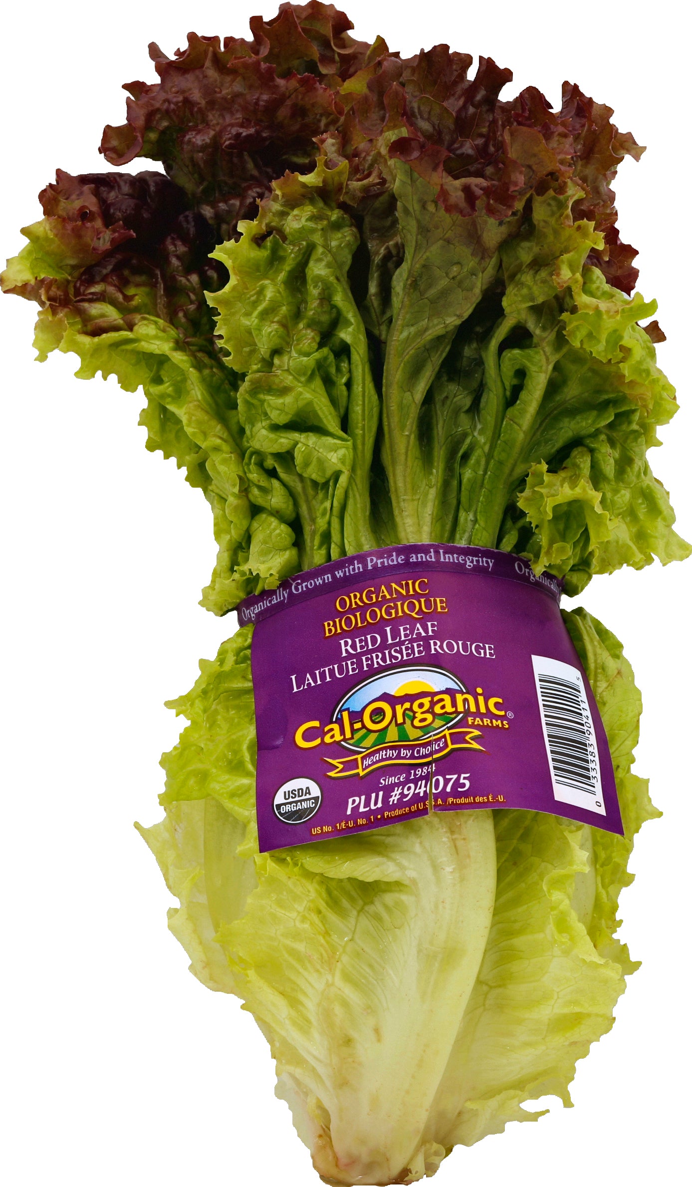 Lettuce (Lechuga)
