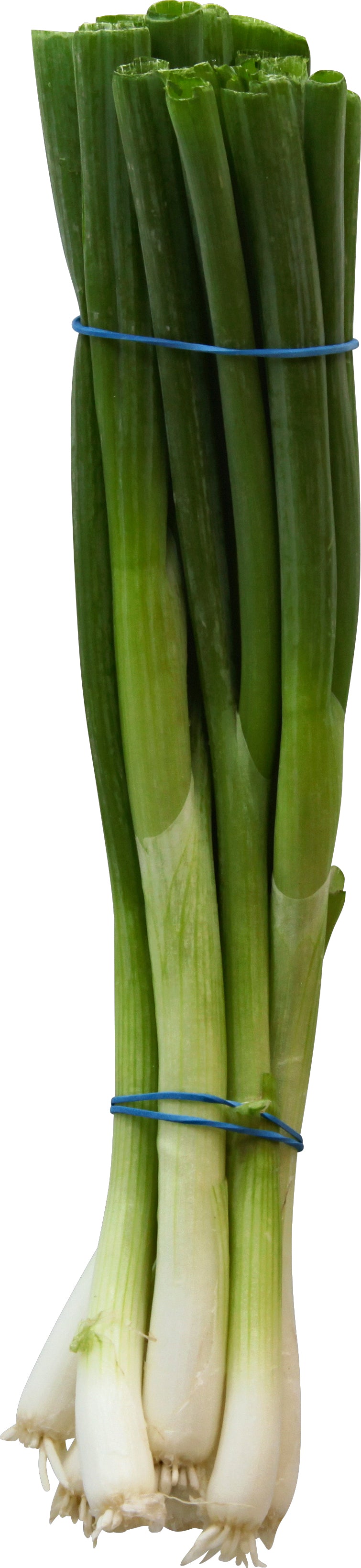 Atado de cebolletas (Atado de cebollino)