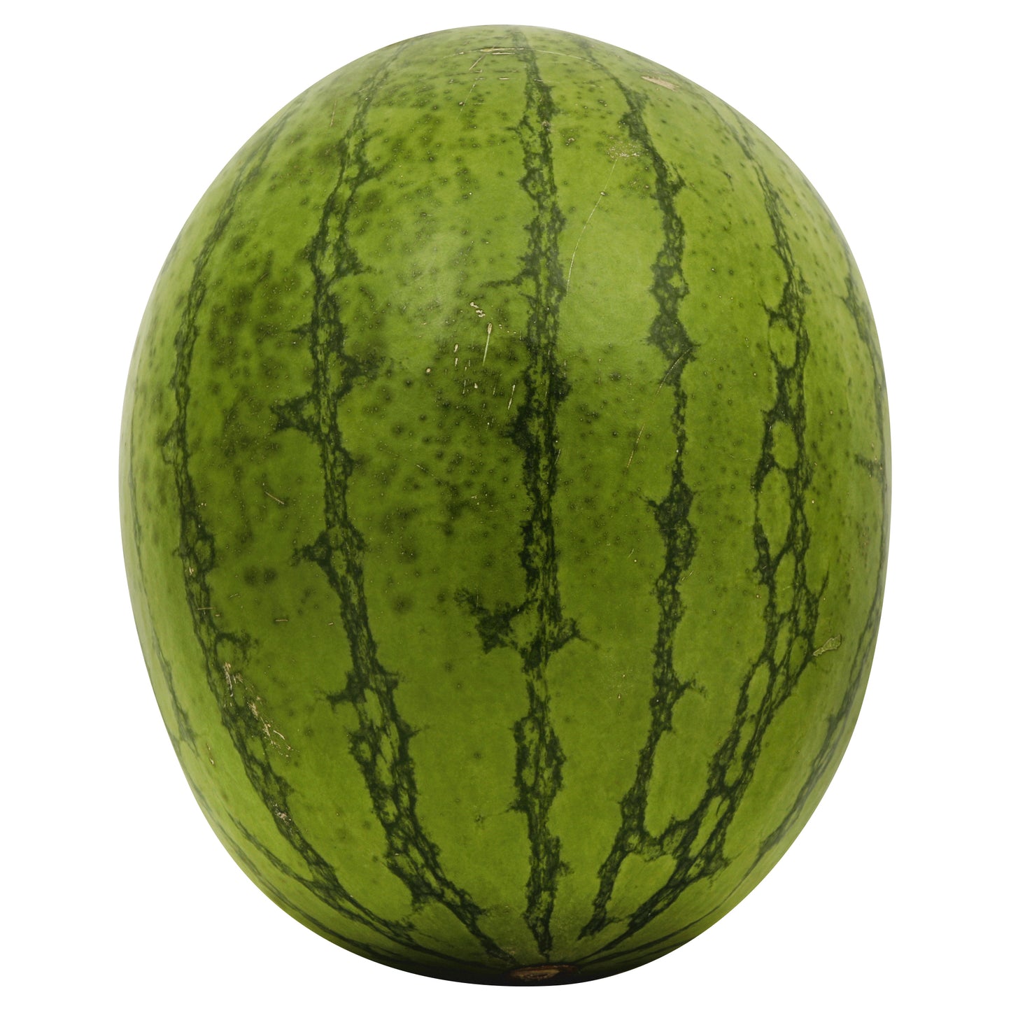 Mini Watermelon (Sandia Mini)
