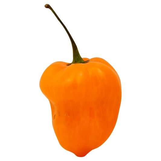 Habanero Pepper (Chile Habanero)
