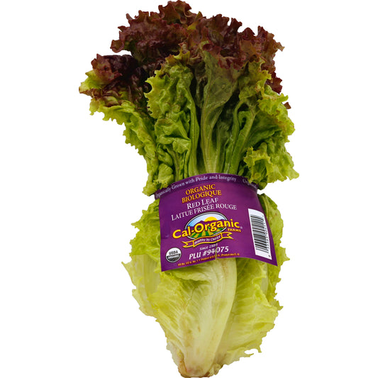 Lettuce (Lechuga)