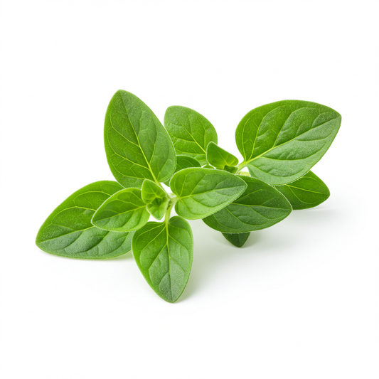 Fresh Oregano - Per LB (Oregano Fresco - Per LB)