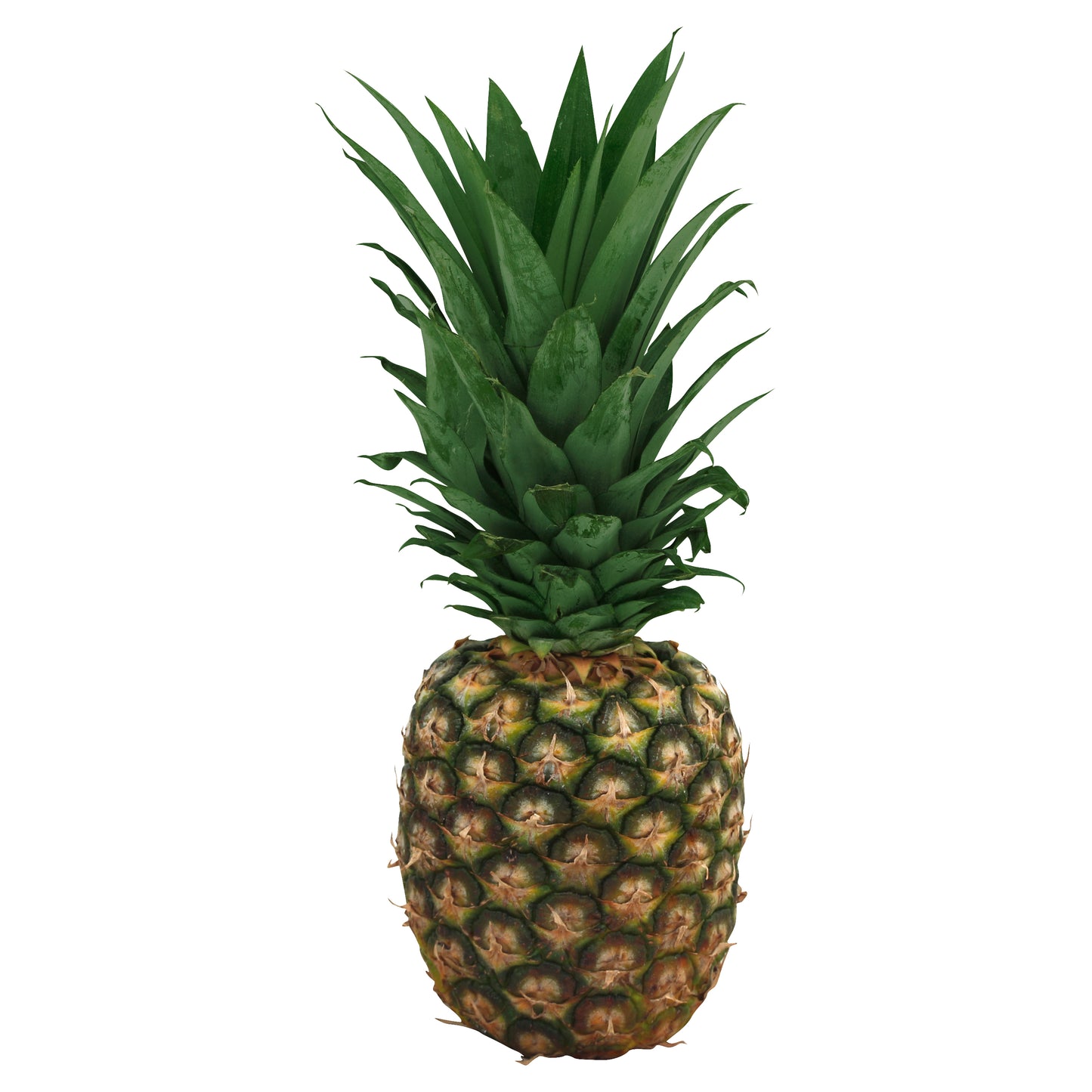 Pineapple (Pina)