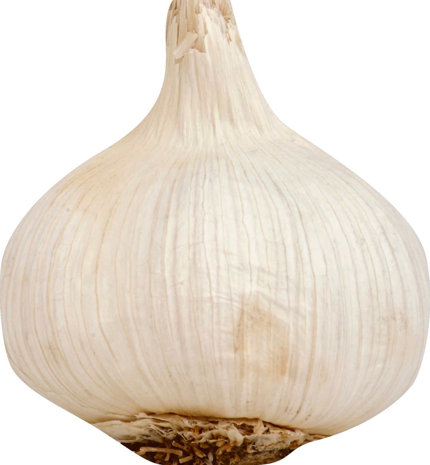 Garlic (Ajo)