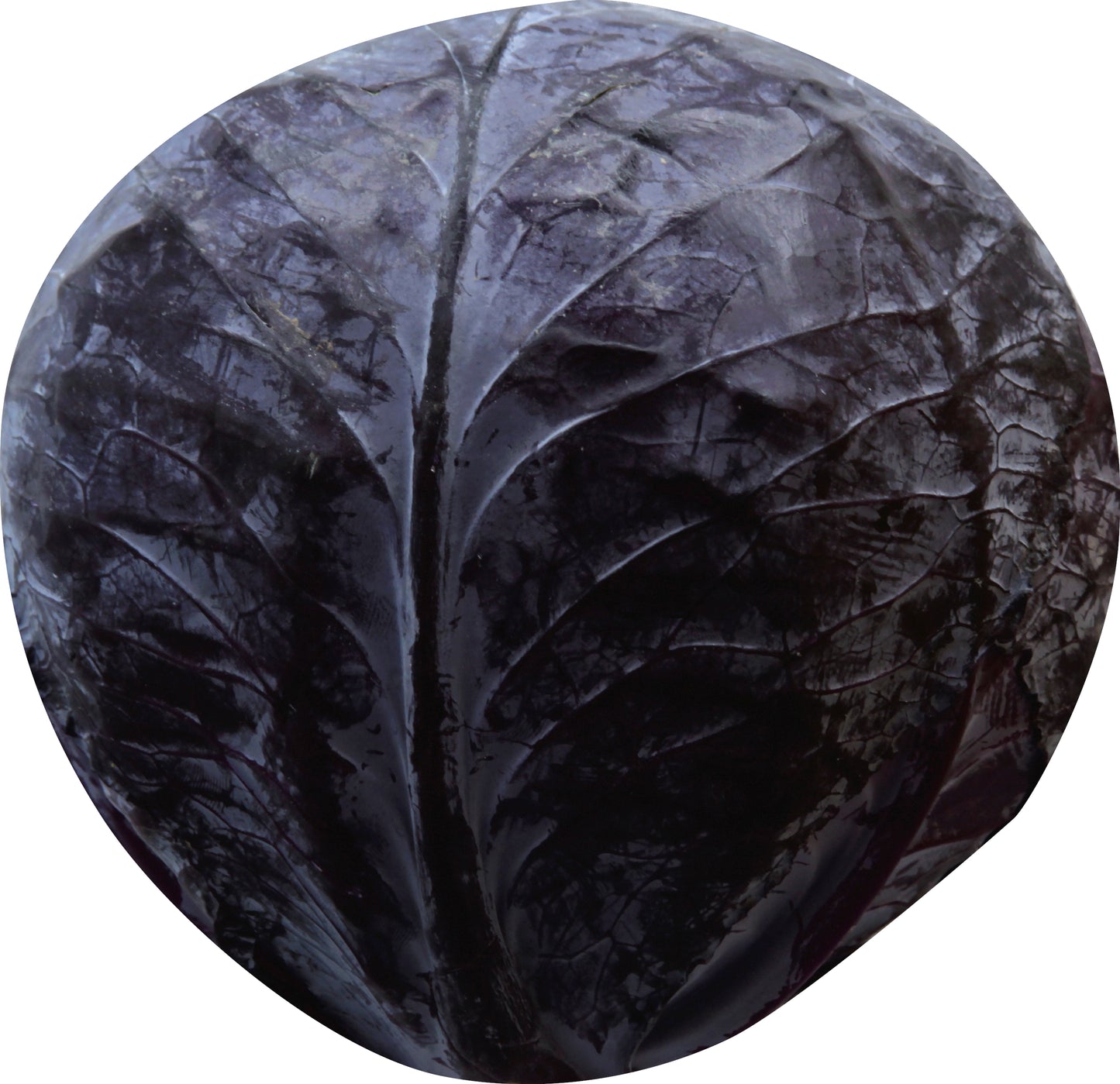 Red Cabbage (Repollo Rojo)