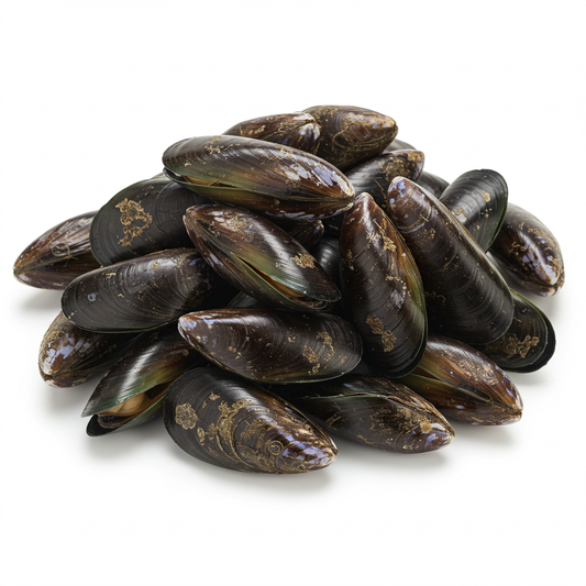 Mussel (Mejillon)