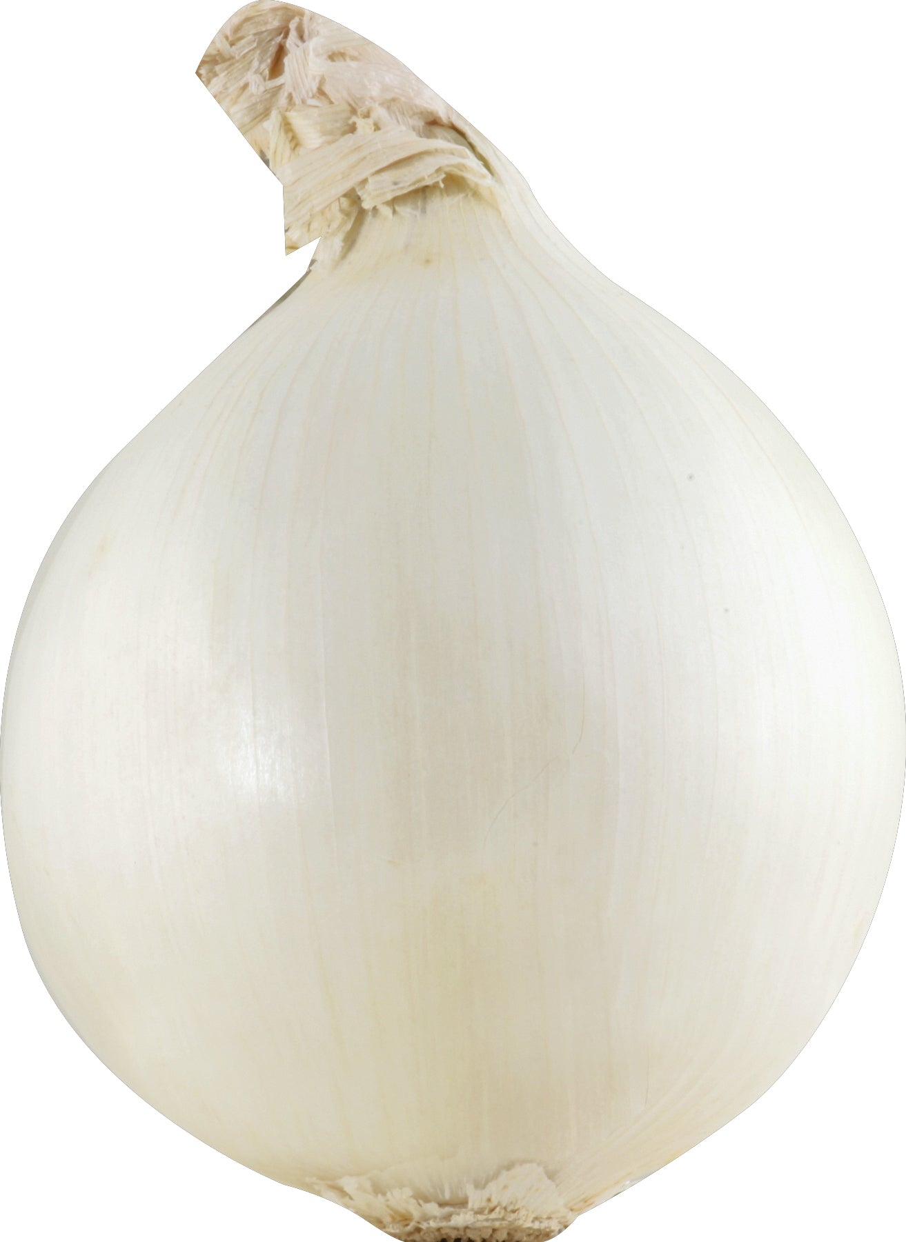 White Onion (Cebolla Blanca)