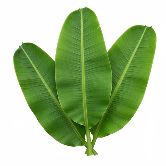Banana Leaves (Hojas de Platano)