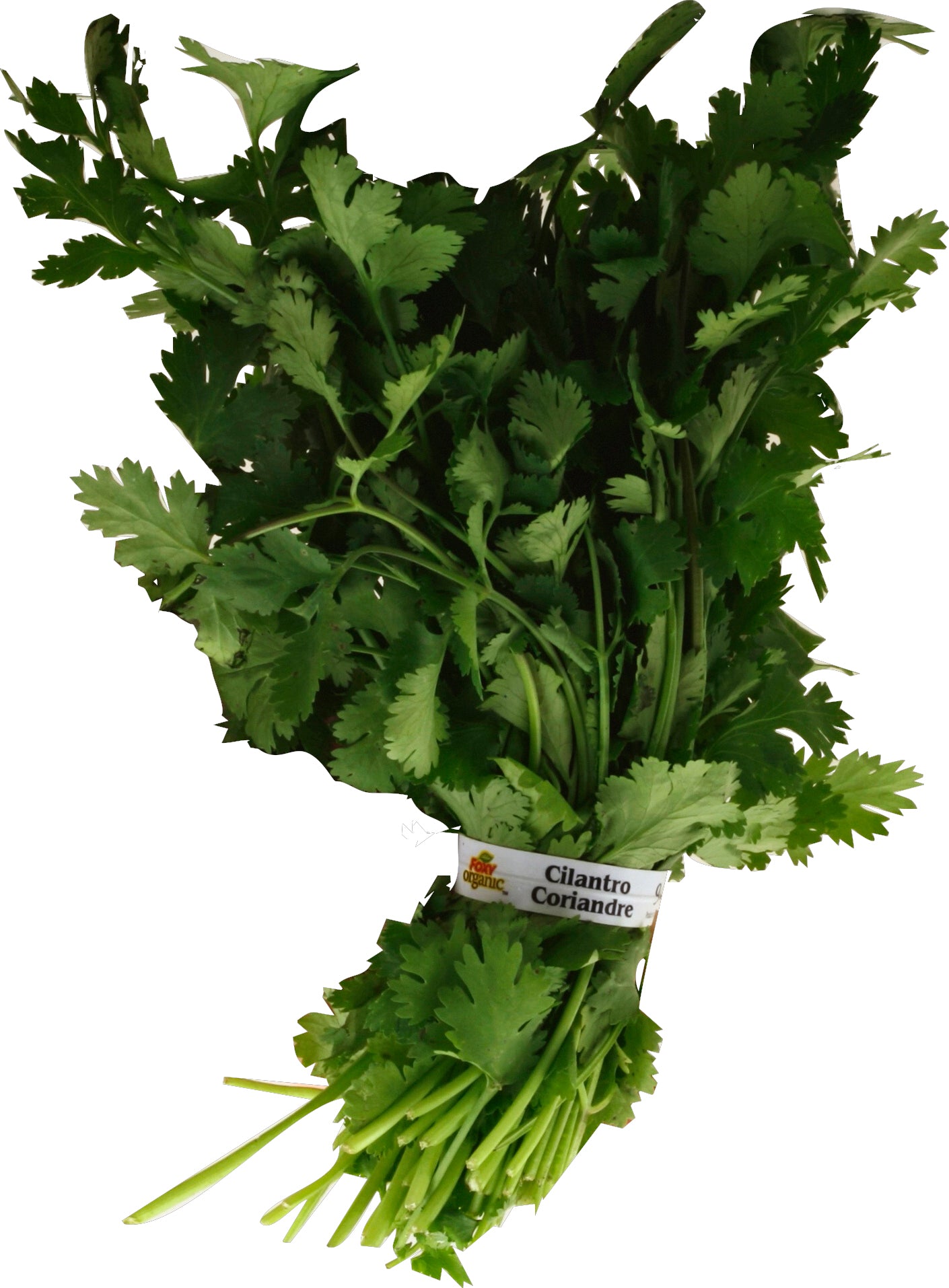 Cilantro (Chinese Parsley/Coriander) – El Gran Valle Verde
