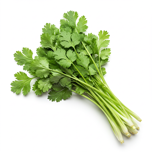 Long Cilantro (Culantro)